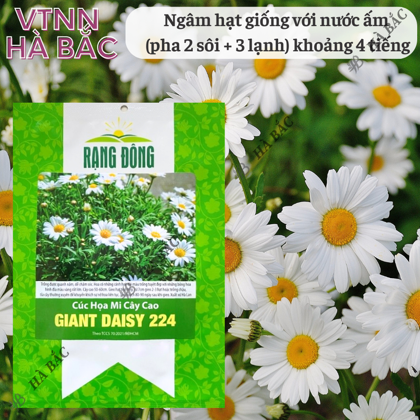 Hạt giống Hoa Cúc Họa Mi Cây Cao Giant Daisy 224 (0,03gram~500 hạt) nở lâu