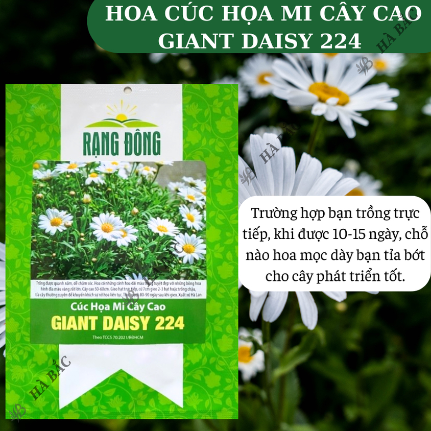 Hạt giống Hoa Cúc Họa Mi Cây Cao Giant Daisy 224 (0,03gram~500 hạt) nở lâu