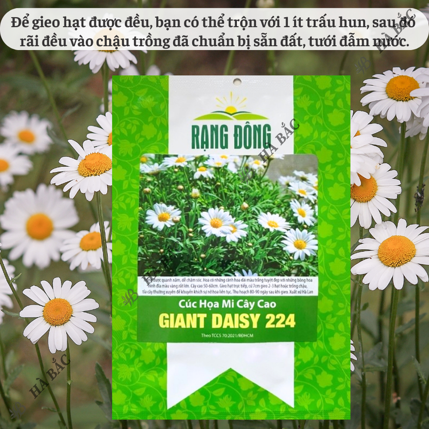 Hạt giống Hoa Cúc Họa Mi Cây Cao Giant Daisy 224 (0,03gram~500 hạt) nở lâu
