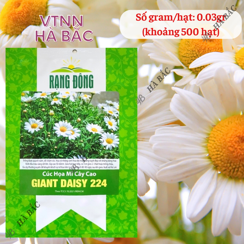 Hạt giống Hoa Cúc Họa Mi Cây Cao Giant Daisy 224 (0,03gram~500 hạt) nở lâu