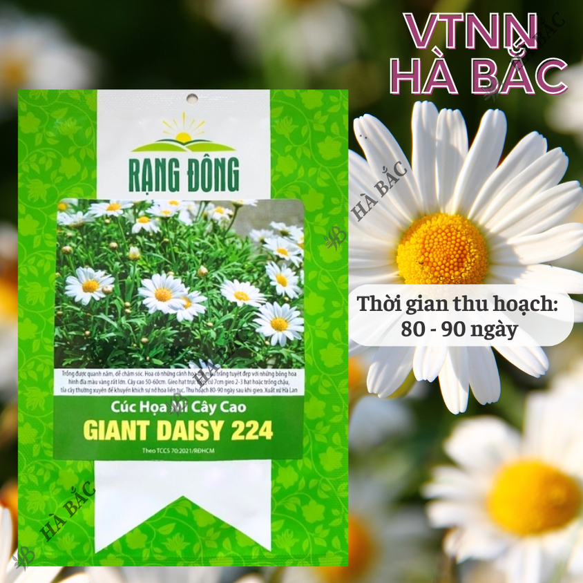 Hạt giống Hoa Cúc Họa Mi Cây Cao Giant Daisy 224 (0,03gram~500 hạt) nở lâu