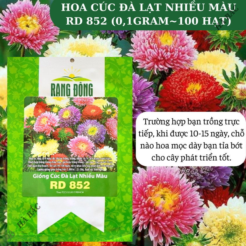 Hạt giống Hoa Cúc Đà Lạt Nhiều Màu Rd 852 (0,1gram~100 hạt) giống hoa đẹp, trồng quanh năm