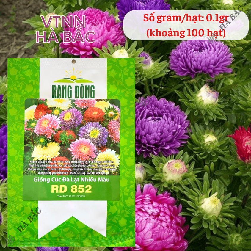 Hạt giống Hoa Cúc Đà Lạt Nhiều Màu Rd 852 (0,1gram~100 hạt) giống hoa đẹp, trồng quanh năm