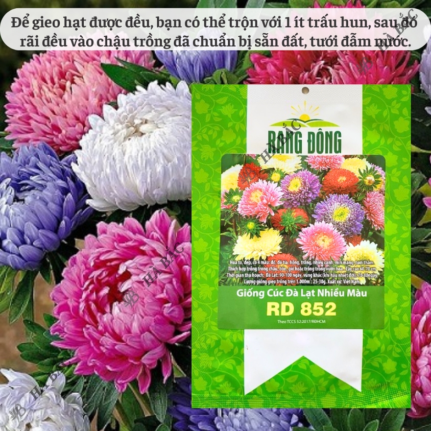 Hạt giống Hoa Cúc Đà Lạt Nhiều Màu Rd 852 (0,1gram~100 hạt) giống hoa đẹp, trồng quanh năm