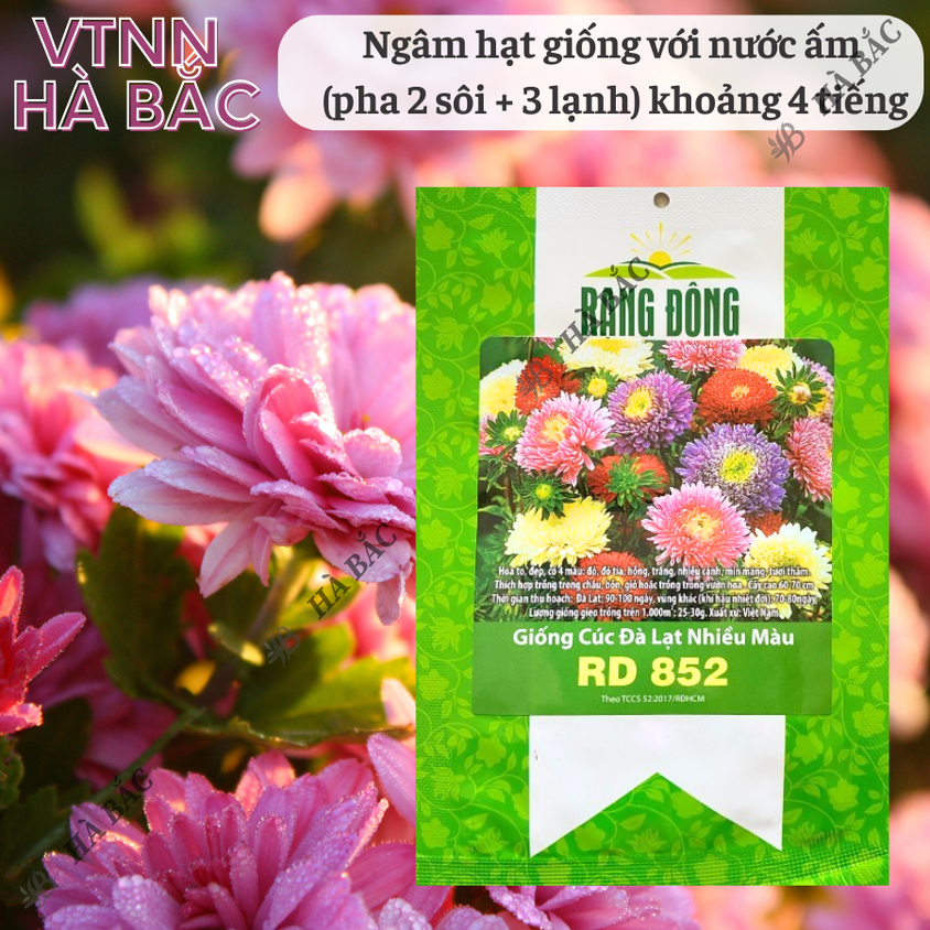 Hạt giống Hoa Cúc Đà Lạt Nhiều Màu Rd 852 (0,1gram~100 hạt) giống hoa đẹp, trồng quanh năm