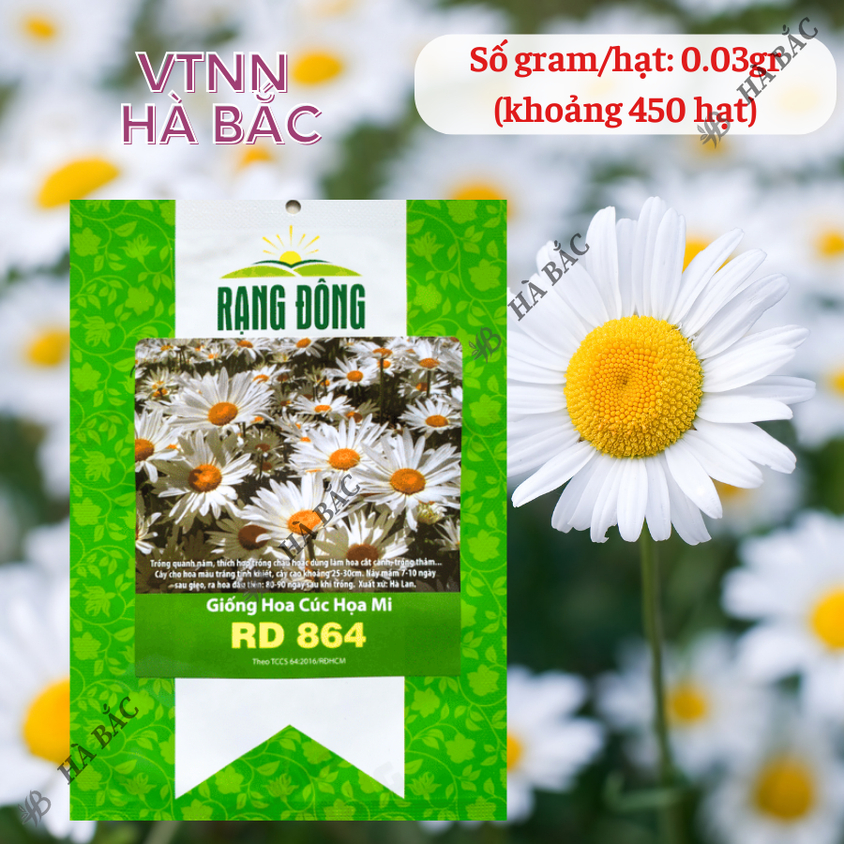 Hạt giống Hoa Cúc Họa Mi Rd 864 (0,03gram~450 hạt) nhụy vàng, hoa trắng, trồng quanh năm