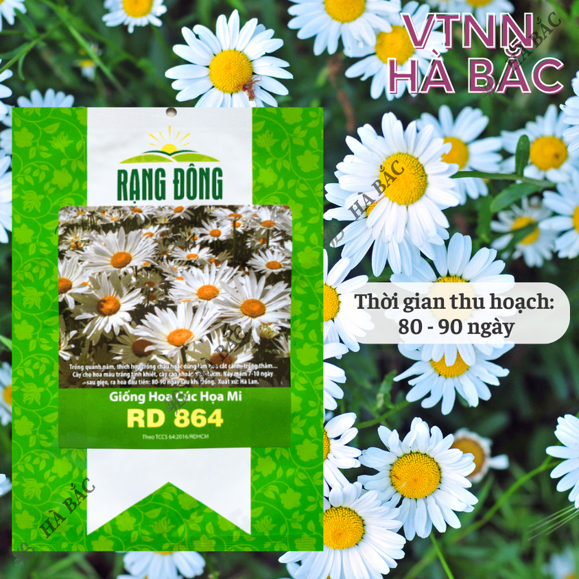 Hạt giống Hoa Cúc Họa Mi Rd 864 (0,03gram~450 hạt) nhụy vàng, hoa trắng, trồng quanh năm