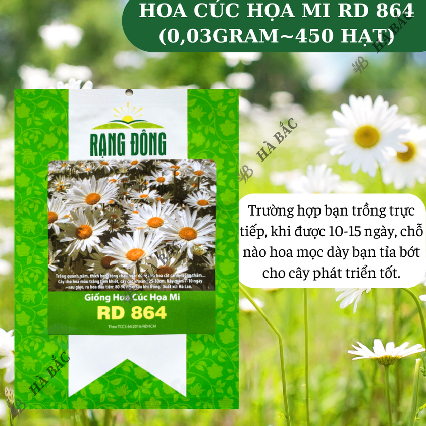 Hạt giống Hoa Cúc Họa Mi Rd 864 (0,03gram~450 hạt) nhụy vàng, hoa trắng, trồng quanh năm