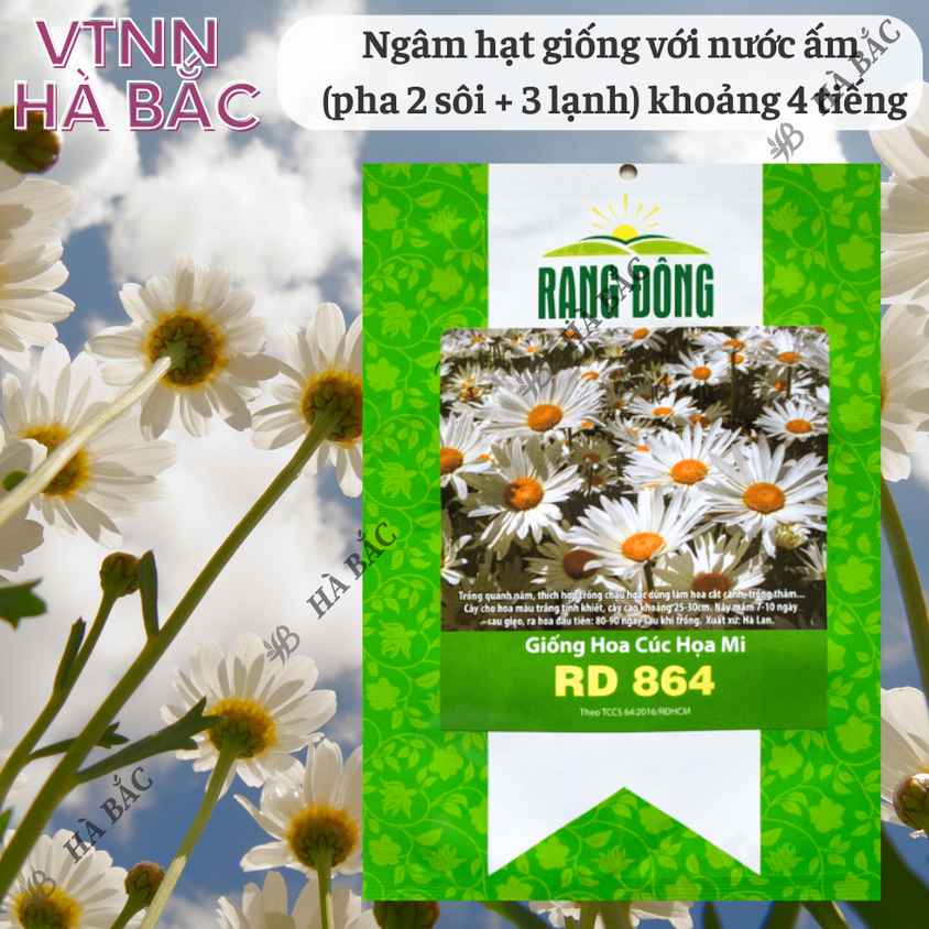 Hạt giống Hoa Cúc Họa Mi Rd 864 (0,03gram~450 hạt) nhụy vàng, hoa trắng, trồng quanh năm