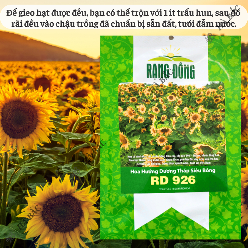 Hạt Giống Hoa Hướng Dương Tháp Siêu Bông Rado 926 (2gram~80 Hạt) dễ chăm, trồng quanh năm