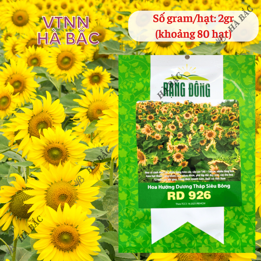 Hạt Giống Hoa Hướng Dương Tháp Siêu Bông Rado 926 (2gram~80 Hạt) dễ chăm, trồng quanh năm