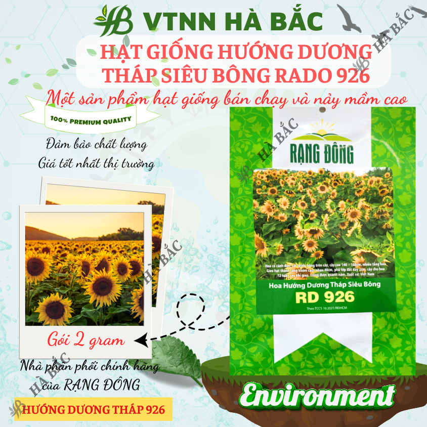 Hạt Giống Hoa Hướng Dương Tháp Siêu Bông Rado 926 (2gram~80 Hạt) dễ chăm, trồng quanh năm