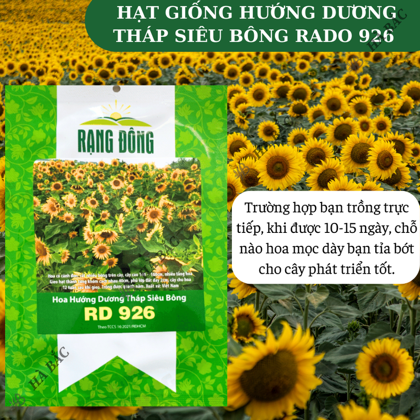 Hạt Giống Hoa Hướng Dương Tháp Siêu Bông Rado 926 (2gram~80 Hạt) dễ chăm, trồng quanh năm