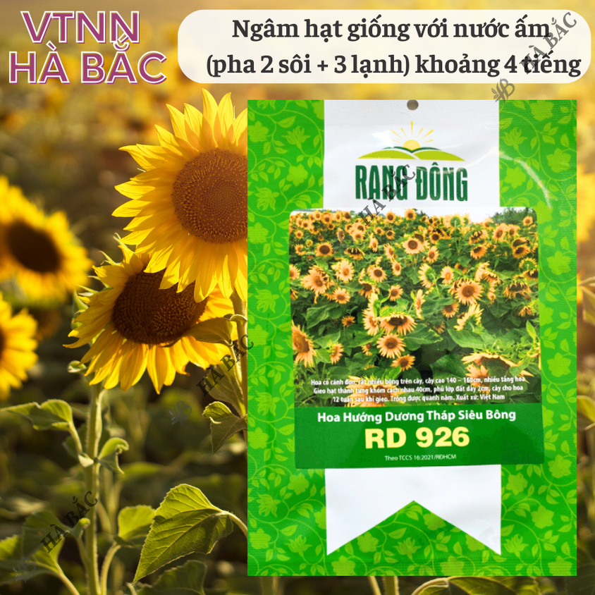 Hạt Giống Hoa Hướng Dương Tháp Siêu Bông Rado 926 (2gram~80 Hạt) dễ chăm, trồng quanh năm