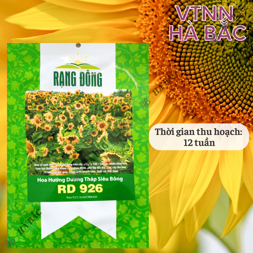 Hạt Giống Hoa Hướng Dương Tháp Siêu Bông Rado 926 (2gram~80 Hạt) dễ chăm, trồng quanh năm