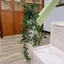 Cây rủ lá nhựa giả kèm chậu mô phỏng cúc tần cây cỏ vảy ốc lá cây xanh dây leo decor trang trí rất đẹ