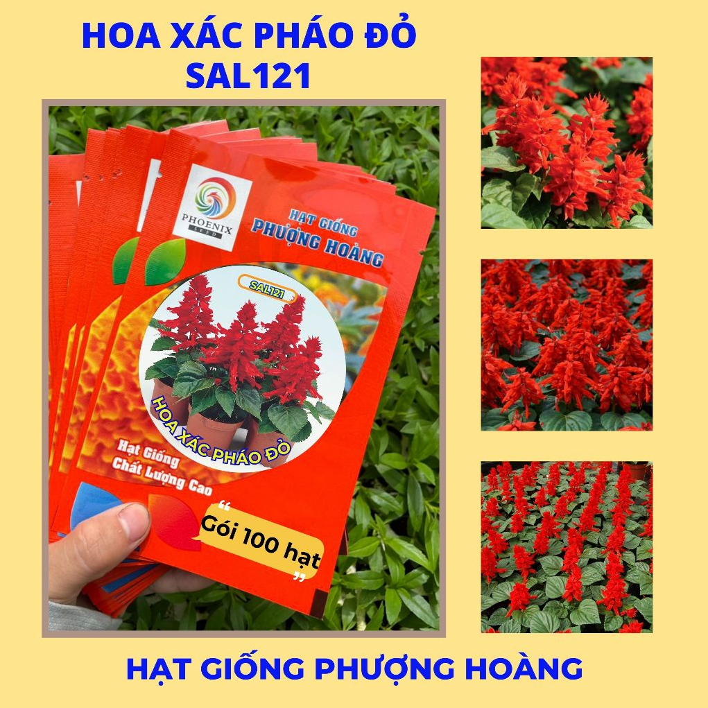 Hạt Giống Hoa Xác Pháo Lùn Đỏ SAL121 phượng Hoàng chiều cao cây: 20-25 cm