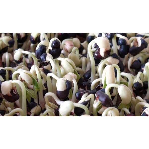 1KG ĐẬU ĐEN XANH LÒNG  HẠT NHỎ NGUYÊN HẠT HÀNG CHUẨN ĐẸP _ XANH LÒNG 100%_ Đỗ đen xanh lòng  nông sản giá sỉ