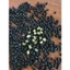 5KG ĐẬU ĐEN XANH LÒNG HẠT NHỎ NGUYÊN HẠT HÀNG CHUẨN ĐẸP 100%_ đậu đen xanh lòng giá sỉ_ đỗ đen xanh lòng giá sỉ