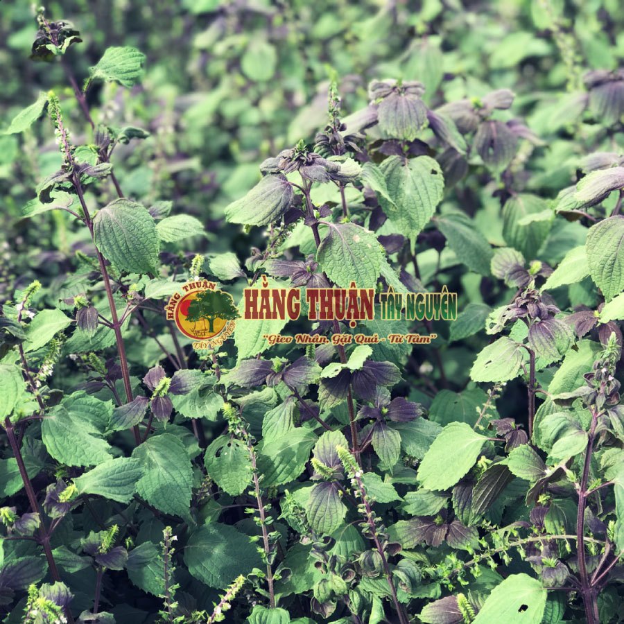 Thảo Dược Tắm Bé Túi Lọc Hằng Thuận Tây Nguyên