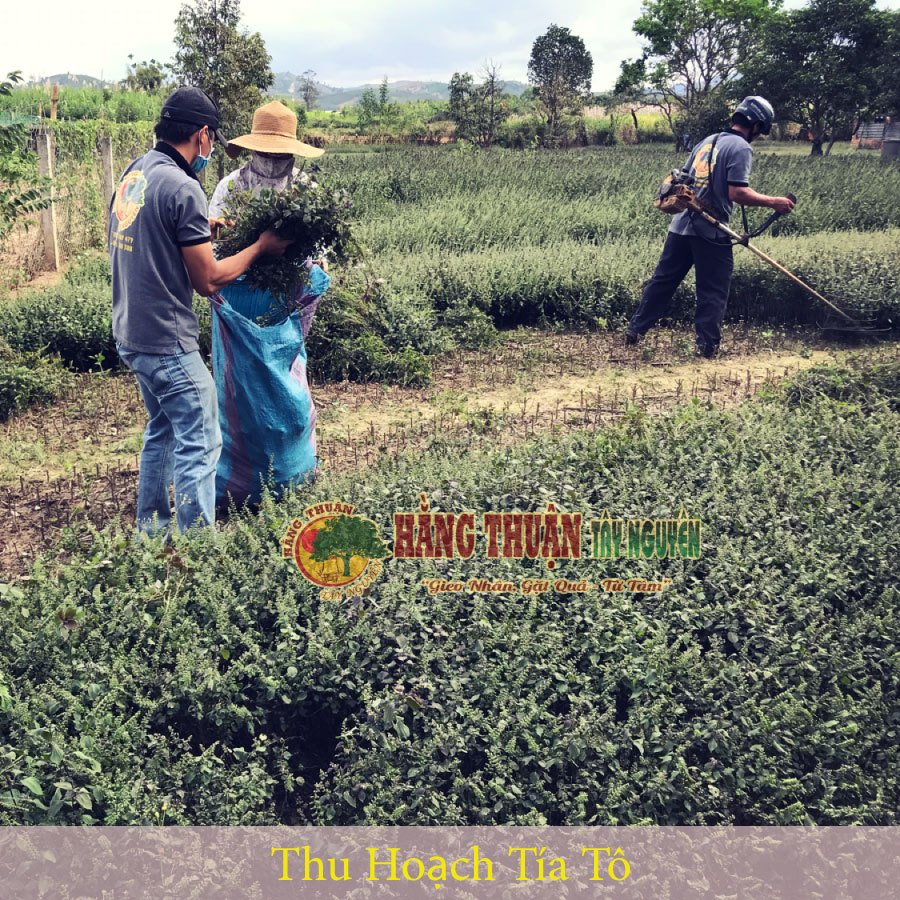 Thảo Dược Tắm Bé Túi Lọc Hằng Thuận Tây Nguyên