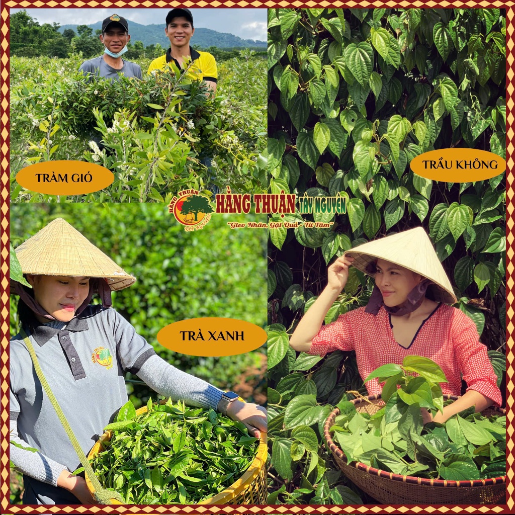 Tinh Chất Trầu Không Trà Xanh Hằng Thuận Tây Nguyên [100ml-250ml]