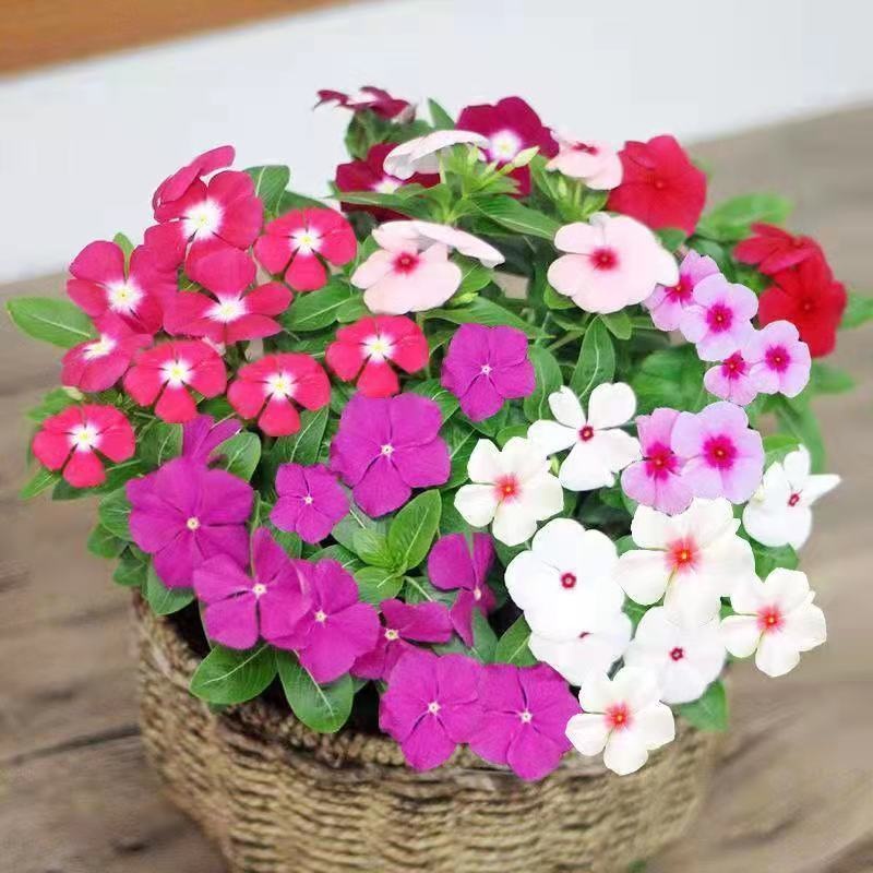 combo 5 Chậu hoa dừa cạn nhiều màu siêu bông hoa to dễ trồng⭐ MM Market