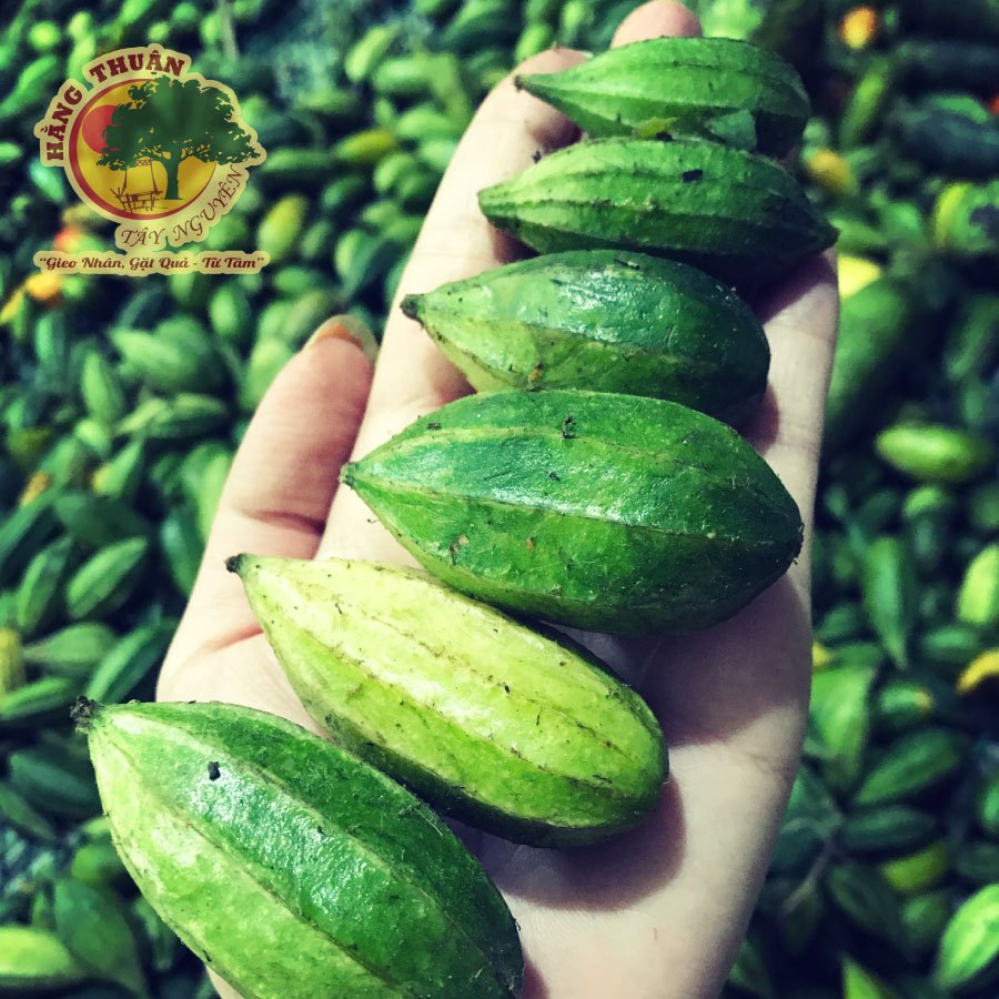 Trà Khổ Qua Rừng Hằng Thuận Tây Nguyên