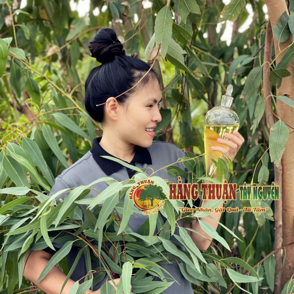 Dầu Khuynh Diệp Nguyên Chất Hằng Thuận Tây Nguyên