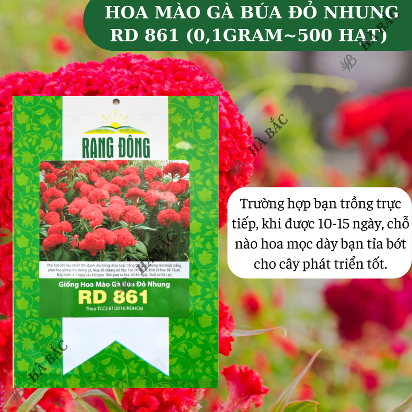 Hạt giống Hoa Mào Gà Búa Đỏ Nhung Rd 861 (0,1gram~500 hạt) nảy mầm tốt, thích hợp mùa tết