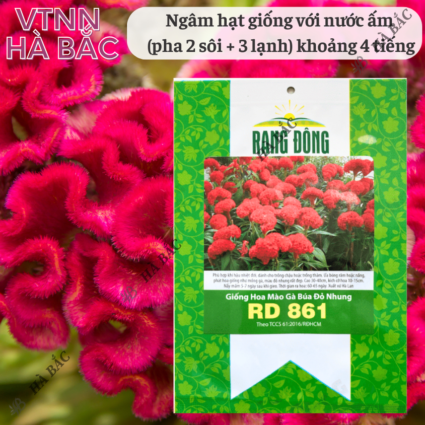 Hạt giống Hoa Mào Gà Búa Đỏ Nhung Rd 861 (0,1gram~500 hạt) nảy mầm tốt, thích hợp mùa tết