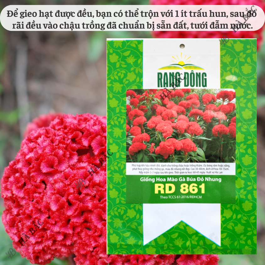 Hạt giống Hoa Mào Gà Búa Đỏ Nhung Rd 861 (0,1gram~500 hạt) nảy mầm tốt, thích hợp mùa tết