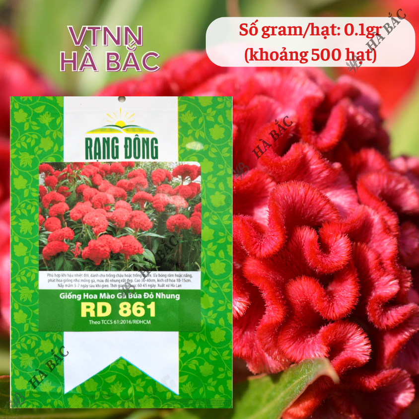 Hạt giống Hoa Mào Gà Búa Đỏ Nhung Rd 861 (0,1gram~500 hạt) nảy mầm tốt, thích hợp mùa tết