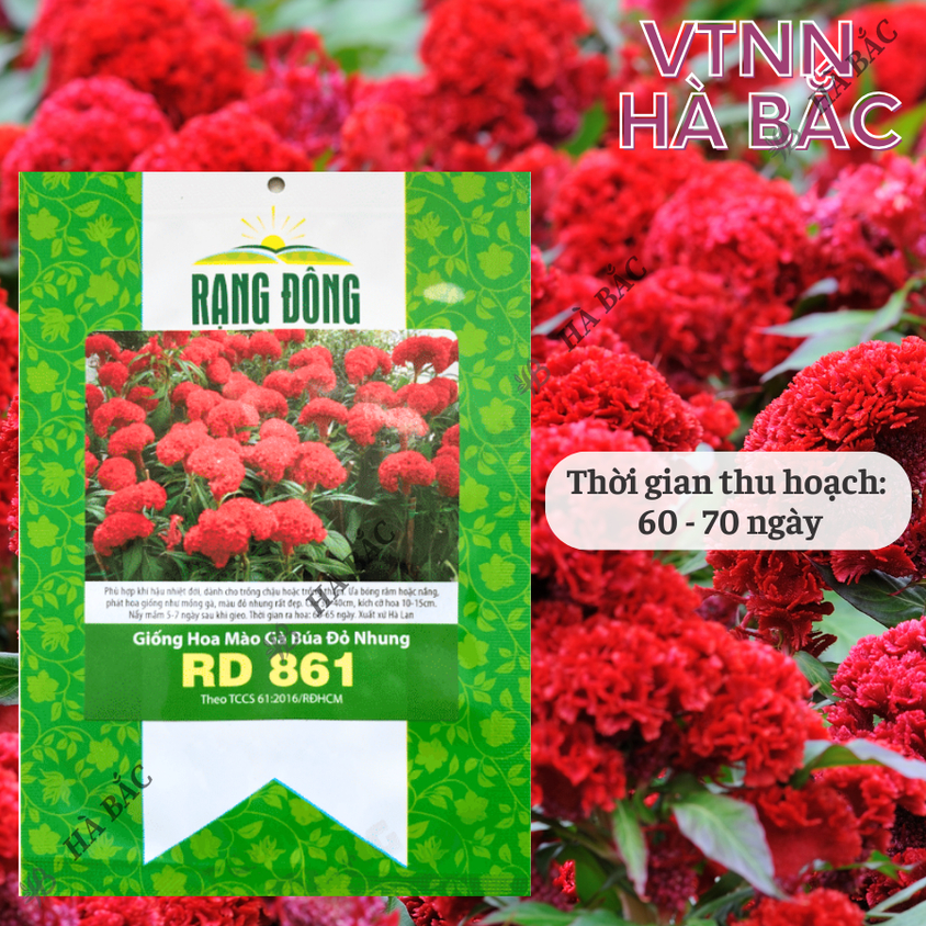 Hạt giống Hoa Mào Gà Búa Đỏ Nhung Rd 861 (0,1gram~500 hạt) nảy mầm tốt, thích hợp mùa tết