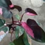 Cây Công Chúa Hồng - Philodendron pink princess - Cây nhỏ,thuần,khoẻ,var mạnh - cây cảnh để bàn