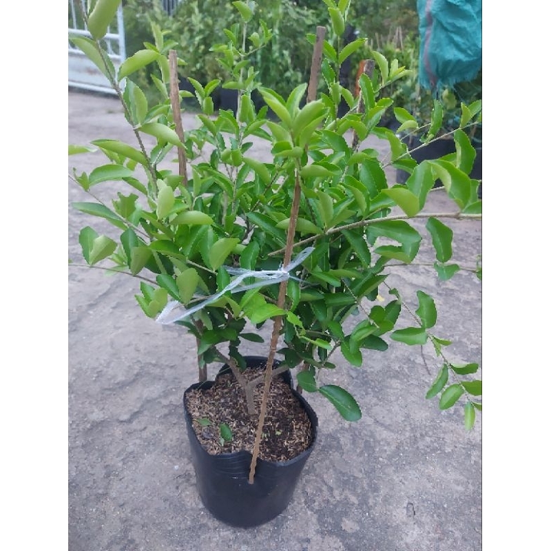 Cây sơ ri truyền thống | Shopee Việt Nam