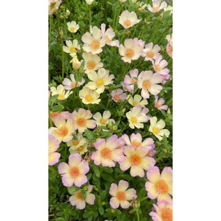 Cành Giống Hoa Sam Đơn Màu 49 Phấn Tiên Hoa Mười Giờ Sam Thái Đẹp SHOP PP ONLINE CLICK 24 GIỜ