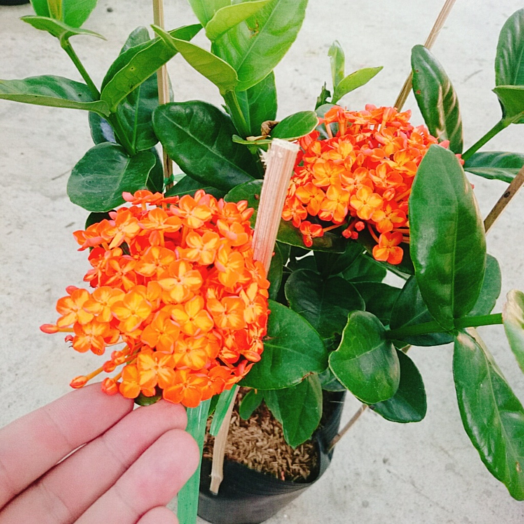 cây trang phụng hoàng cam
