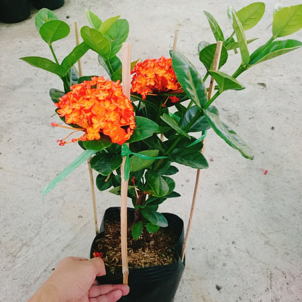 cây trang phụng hoàng cam