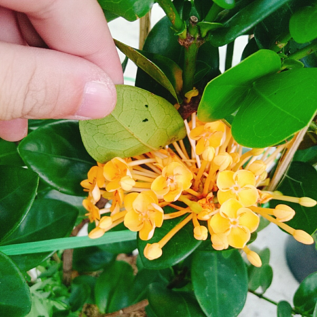 Cây Trang Phụng Hoàng Kim - cây cảnh để bàn