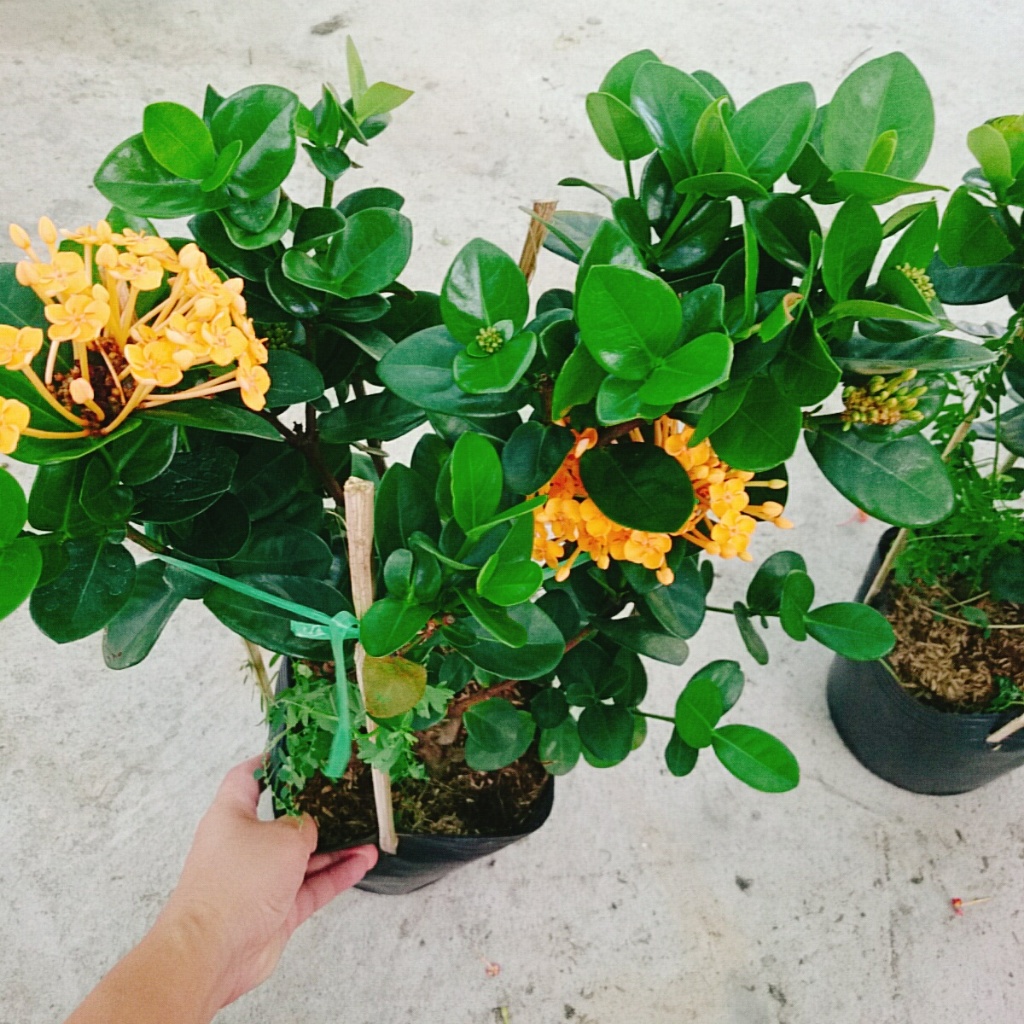 Cây Trang Phụng Hoàng Kim - cây cảnh để bàn