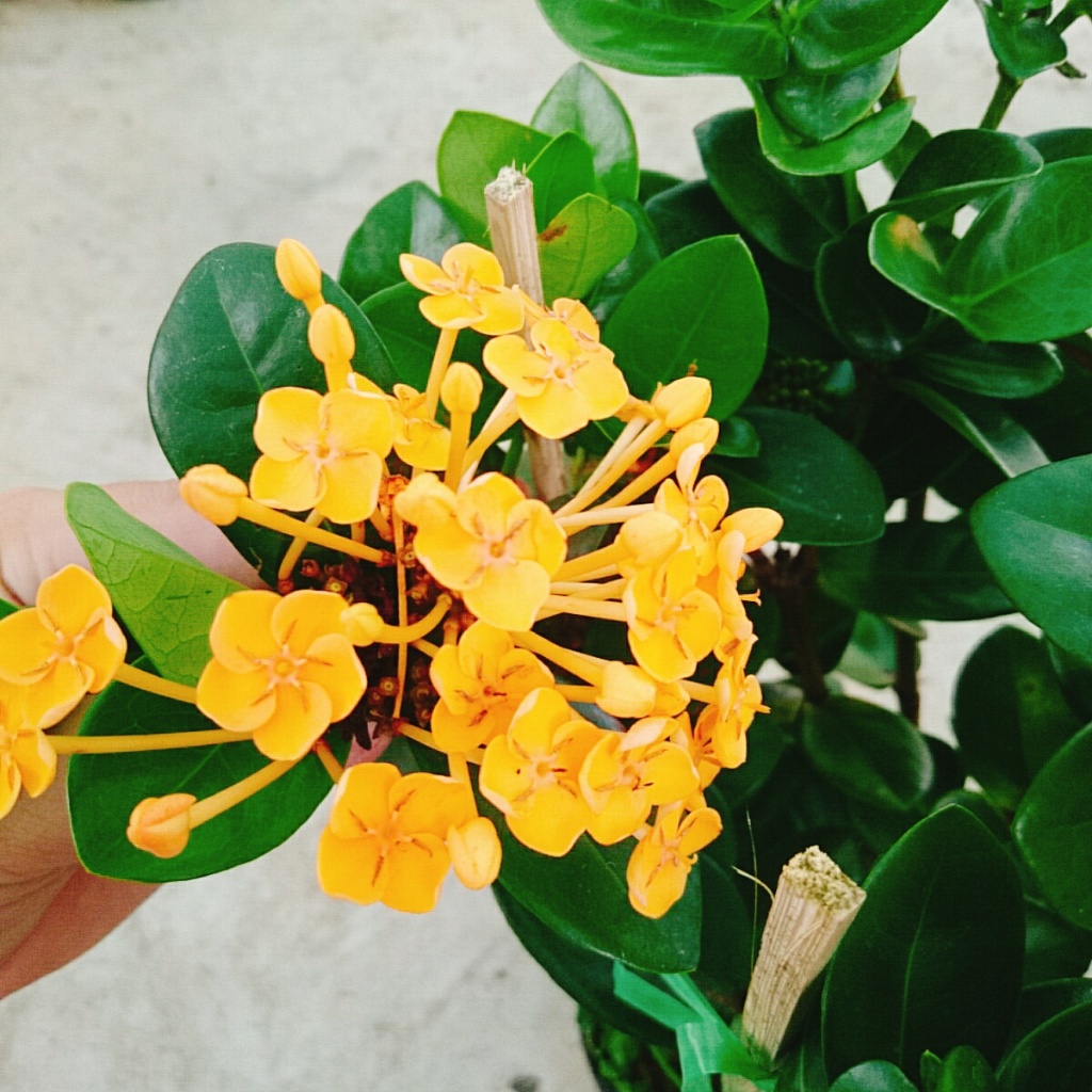 Cây Trang Phụng Hoàng Kim - cây cảnh để bàn