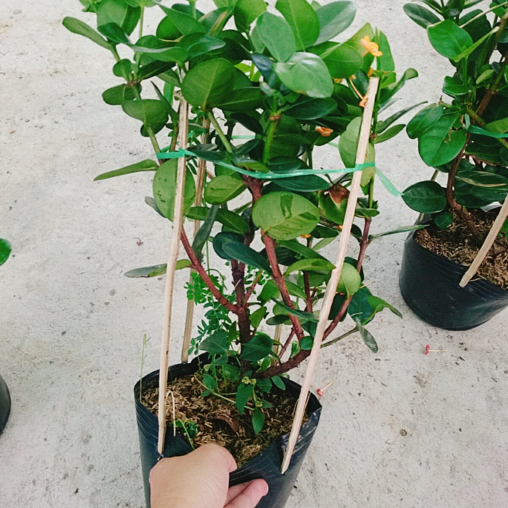 Cây Trang Phụng Hoàng Kim - cây cảnh để bàn