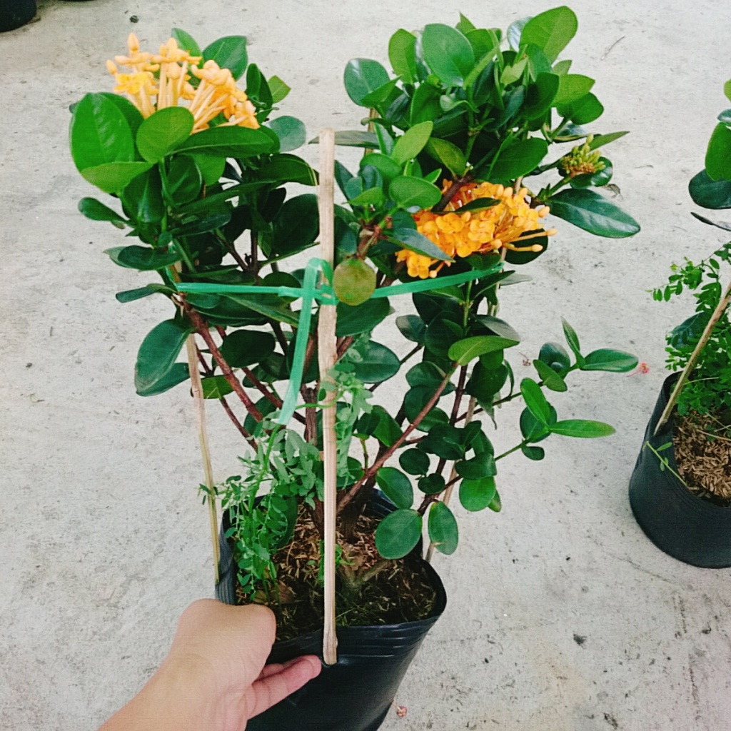 Cây Trang Phụng Hoàng Kim - cây cảnh để bàn
