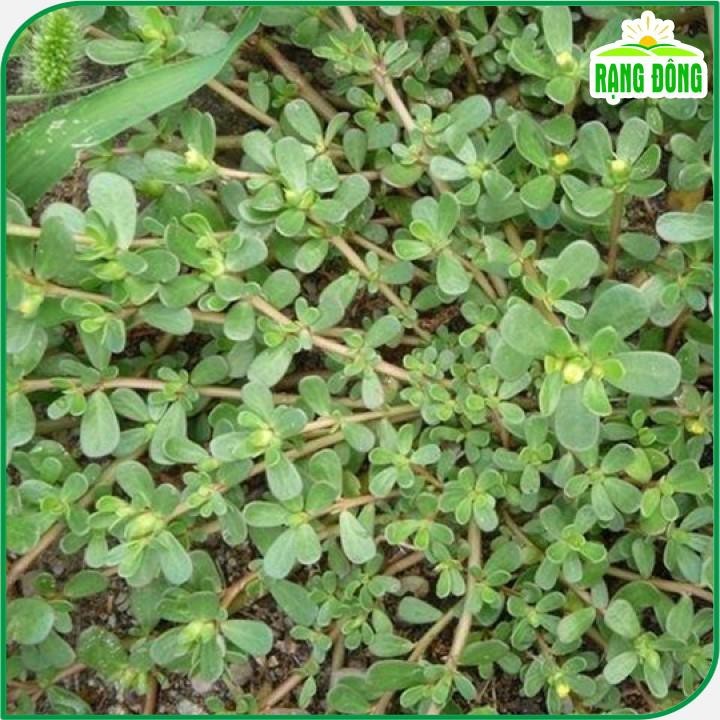 Hạt Giống Rau sam Rado 683 gói 1g | Shopee Việt Nam