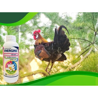 ENERGINS chai 1 lít Vb Pharma giúp vật nuôi nâng cao sức đề kháng, tăng lực nhân sâm gia súc gia cầm