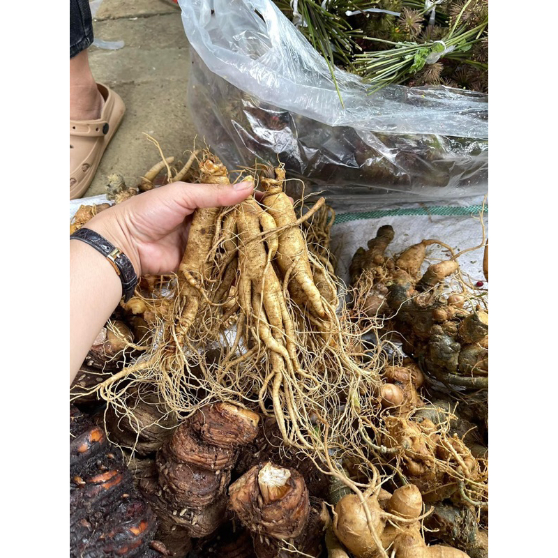 Rượu sâm trường bạch , lan kim tuyến ,tam thất hoang ,thất diệp ngâm rượu nếp nương Tây Bắc(Bình 1,5 rượu ngon)