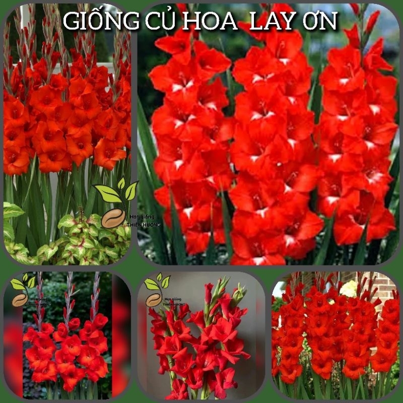 (50 Củ) Hạt giống củ hoa Lay Ơn Đỏ Pháp | Shopee Việt Nam