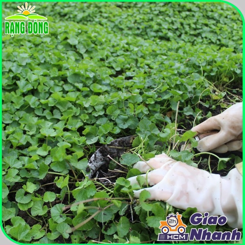 Hạt Giống Rau má lá lớn Rado 157 gói 1g | Shopee Việt Nam