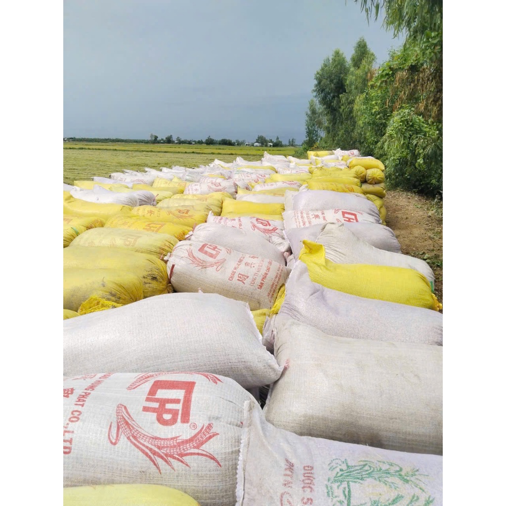 5kg LÚA GẠO CHẮC HẠT - cho gà, bồ câu ăn - Loại 1